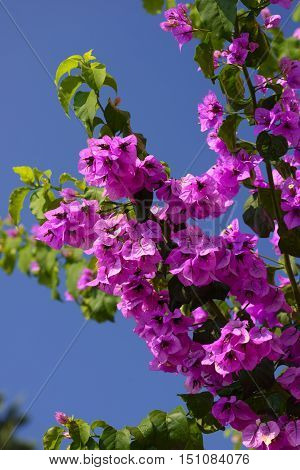 Beautiful magenta bougainvillea flowers closeup. Vivid colors and blue, green soft blurry background