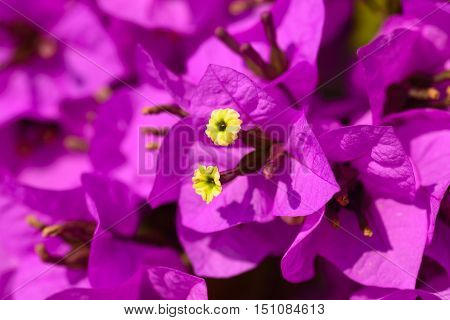 Beautiful magenta bougainvillea flowers closeup. Vivid colors and blue, green soft blurry background