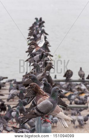 Bird (pigeon, Dove) At A Port Or Harbor