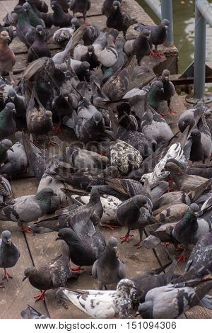 Bird (pigeon, Dove) At A Port Or Harbor