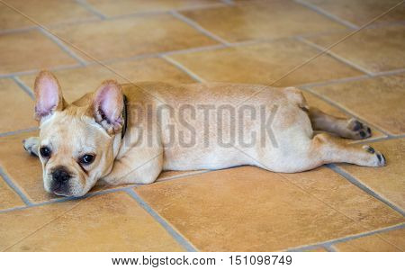 French Bulldog Puppy - Canis lupus familiaris