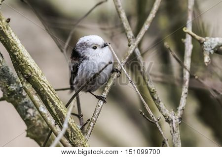Long-tailed Bushtit (aegithalos Caudatus)