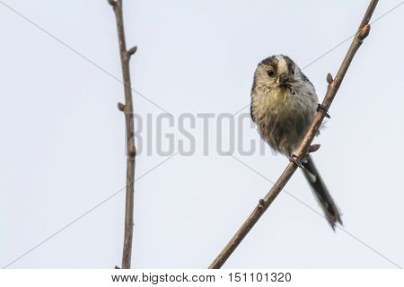 Long-tailed Bushtit (aegithalos Caudatus)
