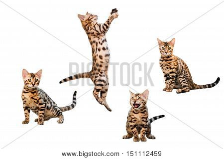 Bengal Kittens playing isolated on white background collection