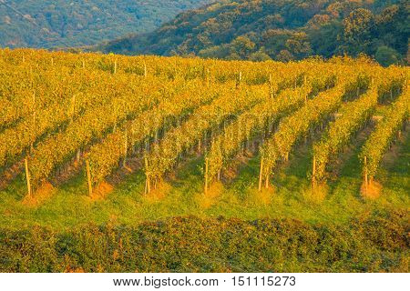 Vineyard in Daruvar region, Croatia, autumn landscape
