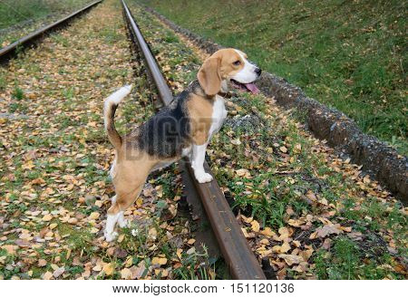 Dog Beagle on a walk in the autumn forest stands on the rails, sticking his tongue out