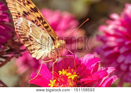 Beautiful Silver-washed fritillary(Argynnis anargyra) butterfly on a pink zinnia flower in a flower bed in the garden on a sunny autumn day macro. Photo toned. The background is blurred