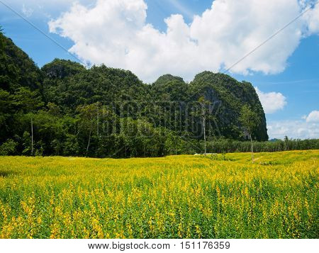 Yellow flower fields with mountain and blue sky background