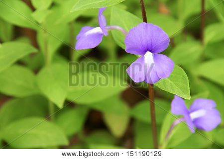 Purple Brazilian snapdragon beautiful flowers Select focus with shallow depth of field Otacanthus caeruleus Lindl Blue Hawaii bush.
