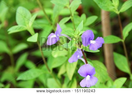 Purple Brazilian snapdragon beautiful flowers Select focus with shallow depth of field Otacanthus caeruleus Lindl Blue Hawaii bush.