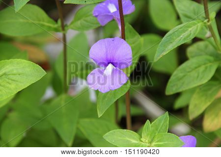 Purple Brazilian snapdragon beautiful flowers Select focus with shallow depth of field Otacanthus caeruleus Lindl Blue Hawaii bush.