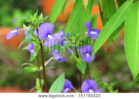 Purple Brazilian snapdragon beautiful flowers Select focus with shallow depth of field Otacanthus caeruleus Lindl Blue Hawaii bush.