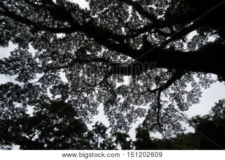 Longevity large camphor tree with bough in front of green forest