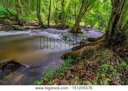 Stream in the tropical jungle and rain forest