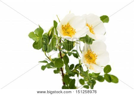 White Dog rose isolated on white background