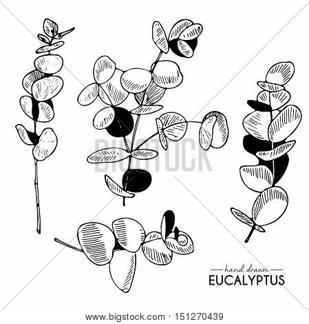 Vector hand drawn set of eucalyptus branches. Vintage engraved style art. Botanical illustration. Good for tattooes designs textile and other art.
