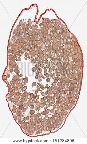 microscopic detail showing a cross section of a testicle from a rat