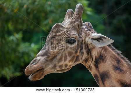 Kordofan giraffe (Giraffa camelopardalis antiquorum), also known as the Central African giraffe. Wildlife animal. 