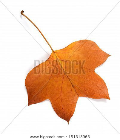 Dried tulipier leaf isolated on white background