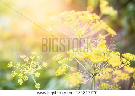 Yellow flowers of dill (Anethum graveolens) in the sunshine. Close up.