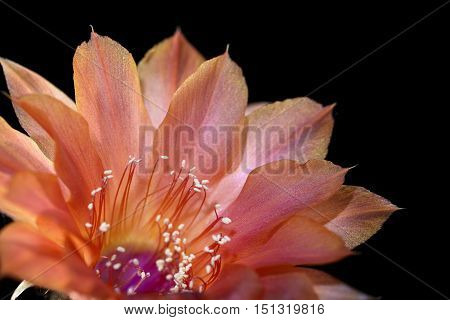 echinopsis flower blooming succulent plant on black background