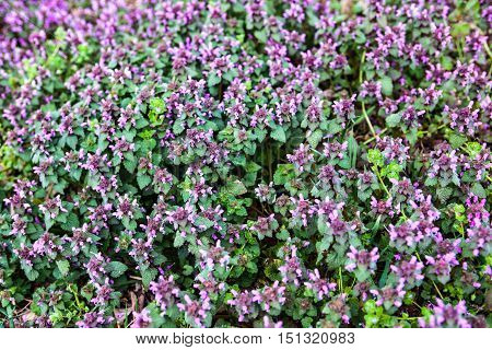 Lots of blooming dead nettles with purple flowers.