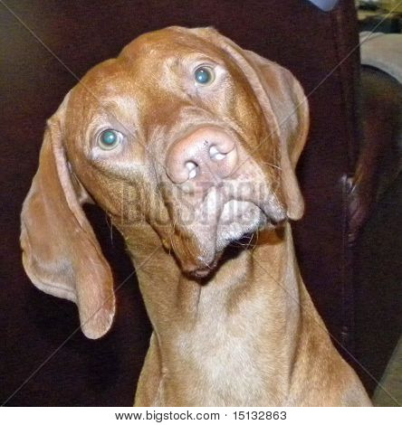 Eğik vizsla baş
