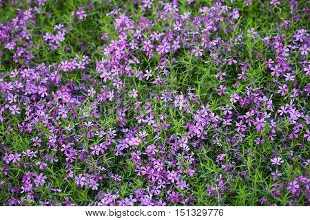 Blooming pink phloxes (Phlox subulata) in spring.