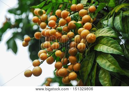 The chinese wampee fruit closeup in summer