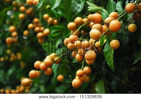 The chinese wampee fruit closeup in summer
