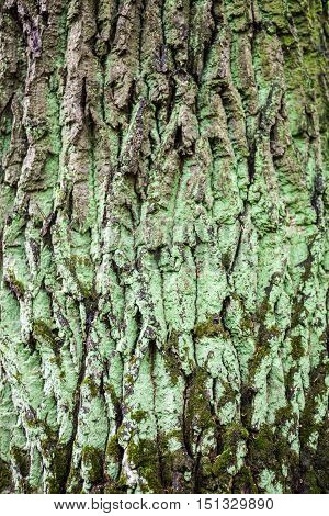 Close up of the tree bark with green moss.