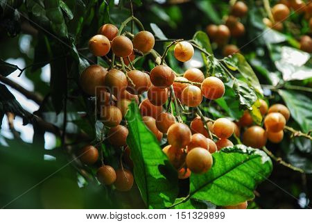 The chinese wampee fruit closeup in summer