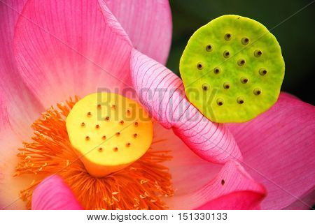 The beautiful blossoming lotus flower closeup in garen