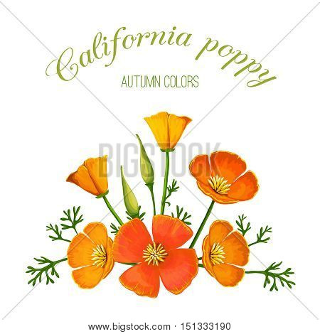 Vector illustration of flower arrangement. California poppy. Made in a realistic style.