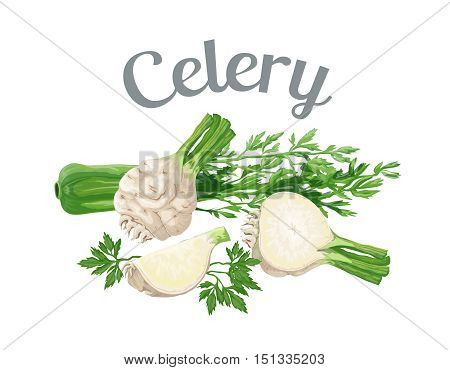 Celery. Vector illustration made in a realistic style, isolated on white background.