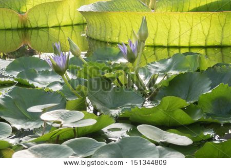 Blooming Lotus in the pond. The background of the huge water Lily Victoria Amazonian
