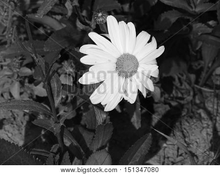 Una flor solitaria en blanco y negro