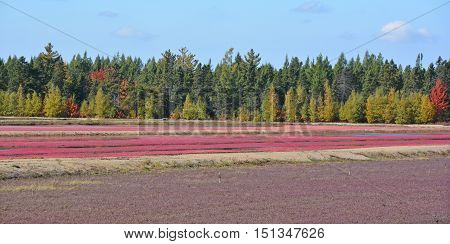 Saint-Louis-de-Blandford Quebec Canada 10 06 16: Cranberry farm water management harvesting in Saint-Louis-de-Blandford located on the Becancour River in Arthabaska county Centre-du-Quebec region.