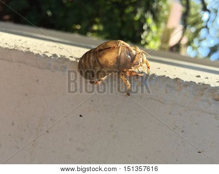 Insect Molting (cicada) On A Fence