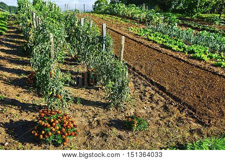 Vegetable Garden on a Personal Plot in the French Village