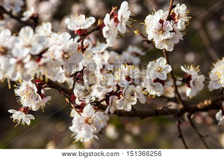 White flowers on the apricot tree branches.