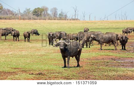 Buffalo on the open plains in Bumi National Park