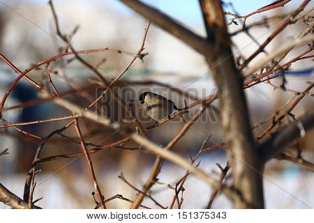 Nature, animals, fauna, birds, winter, feeder, bullfinches, Pyrrhula pyrrhula, songbird, the family of bullfinches, Pyrrhula family finches