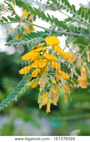 Sesbania flower tree.Flowers for thai style cooking.