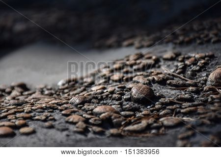 Macro view of small brown pebbles on a rock with dry pine needles lying around