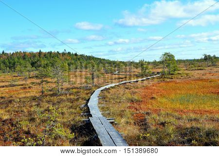 Colorful autumn landscape on bog Torronsuo National Park, Finland