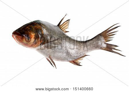 Fish silver carp floats close-up isolated on white background