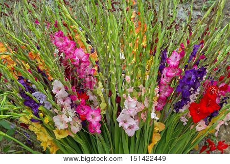 Closeup of colorful Gladiola flowers in pink purple yellow red white 