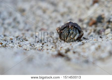 Tropical Hermit Crab