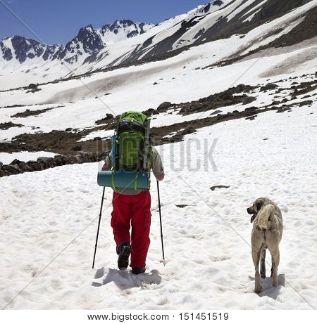 Hiker with dog in snowy mountains at sun spring day. Turkey Kachkar Mountains (highest part of Pontic Mountains).